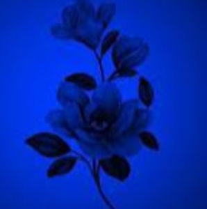 Meet your Posher, Shyanne